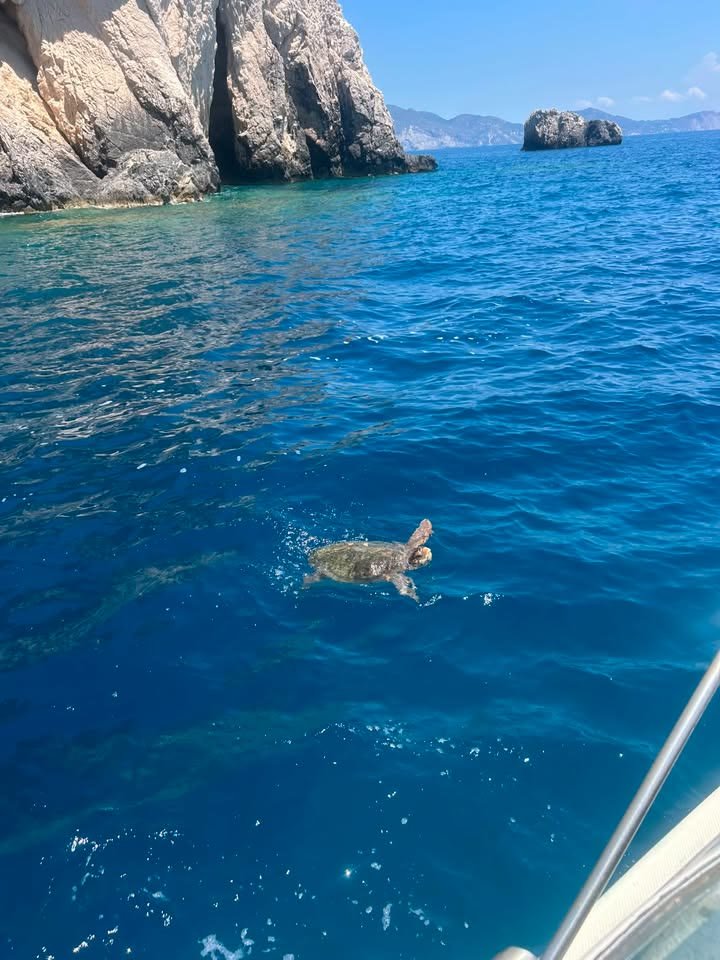 A Caretta caretta loggerhead turtle swimming near the surface in the deep blue water of Laganas Bay, Zakynthos